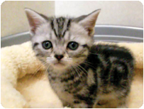 アメリカンショートヘアー