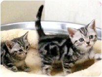 アメリカンショートヘアー by NIPPON PET（大垣）