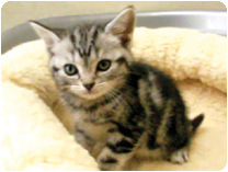 アメリカンショートヘアー