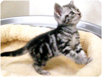 アメリカンショートヘアー by NIPPON PET（大垣）