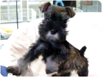 ミニチュアシュナウザー