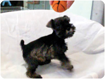 ミニチュアシュナウザー by イズミペット（岐阜）