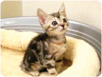 アメリカンショートヘアー