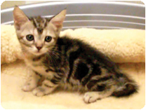 アメリカンショートヘアー by IZUMI PETS&CARE（岐阜のペットショップ）