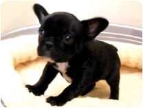 フレンチブルドッグ