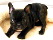 フレンチブルドッグ by NIPPON PET（大垣）