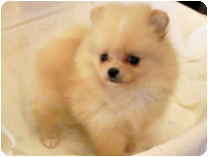 ポメラニアン