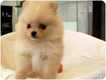 ポメラニアン by イズミペット（岐阜）