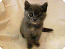 ブリティッシュショートヘアー