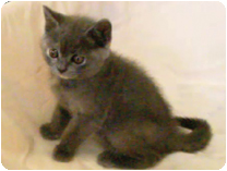 ブリティッシュショートヘアー by イズミペット（岐阜）