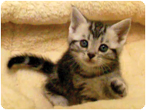 アメリカンショートヘアー