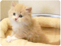 スコティッシュフォールド by イズミペット（岐阜）