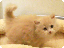 スコティッシュフォールド