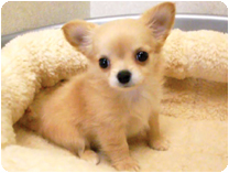 チワワ（ロングコート）