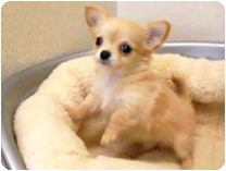 チワワ（ロングコート） by イズミペット（岐阜）