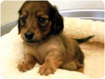 カニンヘンダックスフンド