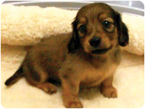 カニンヘンダックスフンド by イズミペット（岐阜）