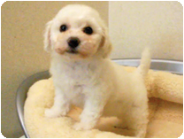 ビション・フリーゼ