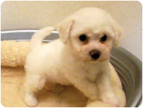 ビション・フリーゼ by イズミペット（岐阜）