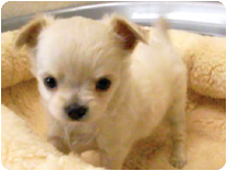 チワワ（ロングコート）