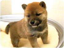 柴犬 by イズミペット（岐阜）