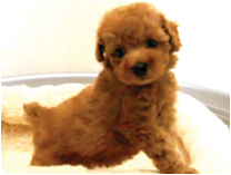 トイプードル by NIPPON PET（大垣）