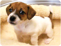 ジャックラッセルテリア