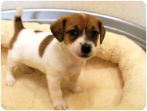 ジャックラッセルテリア by NIPPON PET（大垣）