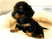 カニンヘンダックスフンド