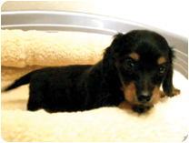 カニンヘンダックスフンド by NIPPON PET（大垣）