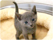 ロシアンブルー