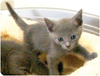 ロシアンブルー by NIPPON PET（大垣）