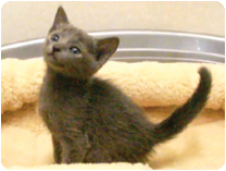 ロシアンブルー