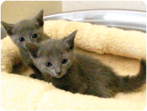 ロシアンブルー by NIPPON PET（大垣）