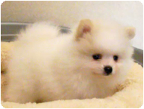 ポメラニアン by NIPPON PET（大垣）