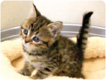 スコティッシュフォールド