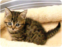 スコティッシュフォールド by NIPPON PET（大垣）