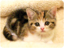 スコティッシュフォールド