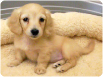 カニンヘンダックスフンド