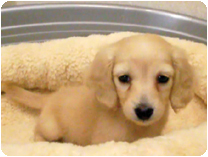 カニンヘンダックスフンド by イズミペット（岐阜）