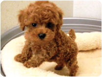 トイプードル by NIPPON PET（大垣）