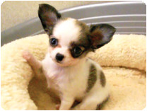 チワワ（ロングコート）