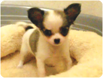 チワワ（ロングコート） by イズミペット（岐阜）