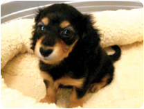 カニンヘンダックスフンド