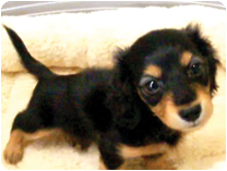 カニンヘンダックスフンド by NIPPON PET（大垣）