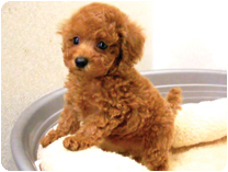 トイプードル by イズミペット（岐阜）