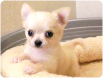 チワワ（ロングコート）