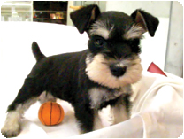 ミニチュアシュナウザー