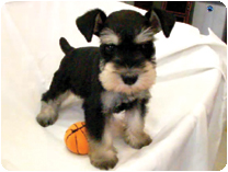 ミニチュアシュナウザー by イズミペット（岐阜）