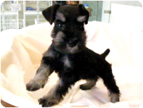 ミニチュアシュナウザー by イズミペット（岐阜）